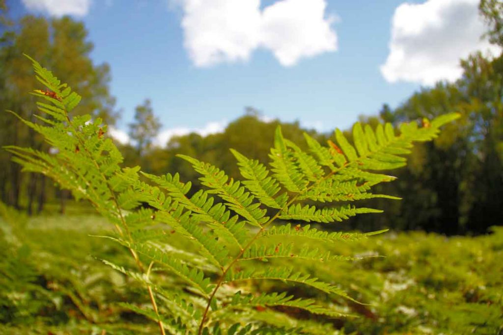 Ferns and sky.