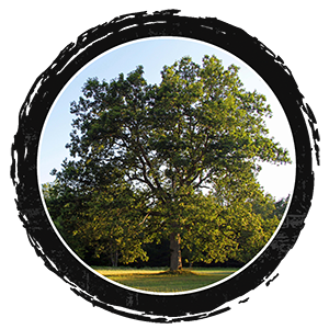 Come sit under the Mother Oak this Summer 2018 when you come for day visits, volunteer or host on The Land.