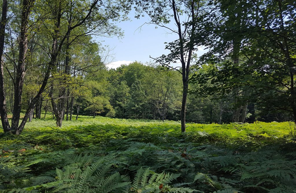 The ferns field at Triangle.